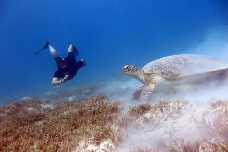 Abu Dabbab Half Day Adventure